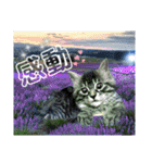 にゃ美さんと仲間たち♡実写猫〜風景（個別スタンプ：23）