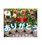 にゃ美さんと仲間たち♡実写猫〜風景（個別スタンプ：24）