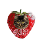 にゃ美さんと仲間たち♡実写猫〜風景（個別スタンプ：25）