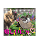 にゃ美さんと仲間たち♡実写猫〜風景（個別スタンプ：26）