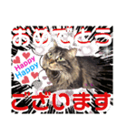 にゃ美さんと仲間たち♡実写猫〜風景（個別スタンプ：27）