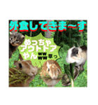 にゃ美さんと仲間たち♡実写猫〜風景（個別スタンプ：28）