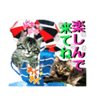 にゃ美さんと仲間たち♡実写猫〜風景（個別スタンプ：29）