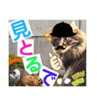 にゃ美さんと仲間たち♡実写猫〜風景（個別スタンプ：30）
