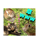 にゃ美さんと仲間たち♡実写猫〜風景（個別スタンプ：31）