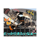 にゃ美さんと仲間たち♡実写猫〜風景（個別スタンプ：32）