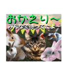 にゃ美さんと仲間たち♡実写猫〜風景（個別スタンプ：35）