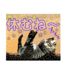 にゃ美さんと仲間たち♡実写猫〜風景（個別スタンプ：37）