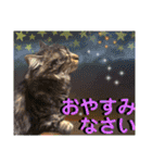 にゃ美さんと仲間たち♡実写猫〜風景（個別スタンプ：38）