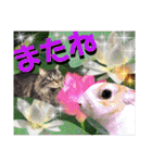 にゃ美さんと仲間たち♡実写猫〜風景（個別スタンプ：39）