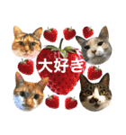 ねねこ猫♡日常ご挨拶… 実写猫と背景〜（個別スタンプ：1）