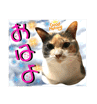 ねねこ猫♡日常ご挨拶… 実写猫と背景〜（個別スタンプ：2）
