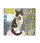 ねねこ猫♡日常ご挨拶… 実写猫と背景〜（個別スタンプ：3）