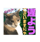 ねねこ猫♡日常ご挨拶… 実写猫と背景〜（個別スタンプ：4）