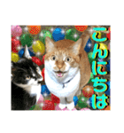ねねこ猫♡日常ご挨拶… 実写猫と背景〜（個別スタンプ：5）