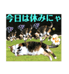 ねねこ猫♡日常ご挨拶… 実写猫と背景〜（個別スタンプ：6）