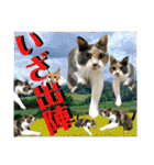 ねねこ猫♡日常ご挨拶… 実写猫と背景〜（個別スタンプ：7）