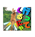 ねねこ猫♡日常ご挨拶… 実写猫と背景〜（個別スタンプ：8）