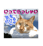 ねねこ猫♡日常ご挨拶… 実写猫と背景〜（個別スタンプ：9）