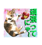 ねねこ猫♡日常ご挨拶… 実写猫と背景〜（個別スタンプ：10）