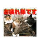 ねねこ猫♡日常ご挨拶… 実写猫と背景〜（個別スタンプ：11）
