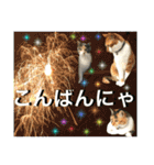 ねねこ猫♡日常ご挨拶… 実写猫と背景〜（個別スタンプ：12）