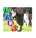 ねねこ猫♡日常ご挨拶… 実写猫と背景〜（個別スタンプ：13）