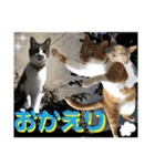 ねねこ猫♡日常ご挨拶… 実写猫と背景〜（個別スタンプ：14）