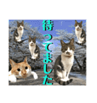 ねねこ猫♡日常ご挨拶… 実写猫と背景〜（個別スタンプ：15）