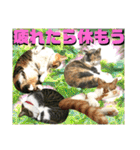 ねねこ猫♡日常ご挨拶… 実写猫と背景〜（個別スタンプ：17）