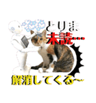 ねねこ猫♡日常ご挨拶… 実写猫と背景〜（個別スタンプ：18）