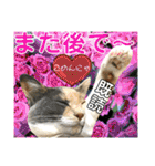 ねねこ猫♡日常ご挨拶… 実写猫と背景〜（個別スタンプ：23）