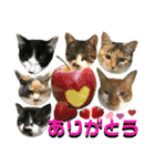 ねねこ猫♡日常ご挨拶… 実写猫と背景〜（個別スタンプ：24）