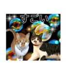 ねねこ猫♡日常ご挨拶… 実写猫と背景〜（個別スタンプ：26）