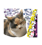 ねねこ猫♡日常ご挨拶… 実写猫と背景〜（個別スタンプ：27）