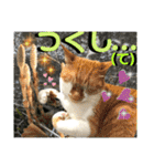ねねこ猫♡日常ご挨拶… 実写猫と背景〜（個別スタンプ：28）
