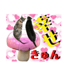 ねねこ猫♡日常ご挨拶… 実写猫と背景〜（個別スタンプ：29）