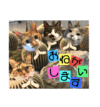 ねねこ猫♡日常ご挨拶… 実写猫と背景〜（個別スタンプ：30）