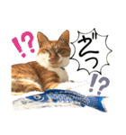 ねねこ猫♡日常ご挨拶… 実写猫と背景〜（個別スタンプ：31）