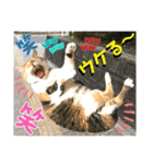 ねねこ猫♡日常ご挨拶… 実写猫と背景〜（個別スタンプ：32）