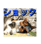 ねねこ猫♡日常ご挨拶… 実写猫と背景〜（個別スタンプ：34）