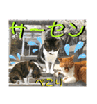 ねねこ猫♡日常ご挨拶… 実写猫と背景〜（個別スタンプ：35）
