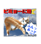 ねねこ猫♡日常ご挨拶… 実写猫と背景〜（個別スタンプ：36）