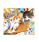 ねねこ猫♡日常ご挨拶… 実写猫と背景〜（個別スタンプ：37）