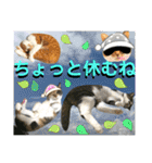 ねねこ猫♡日常ご挨拶… 実写猫と背景〜（個別スタンプ：38）