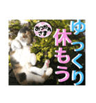ねねこ猫♡日常ご挨拶… 実写猫と背景〜（個別スタンプ：39）