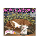 ねねこ猫♡日常ご挨拶… 実写猫と背景〜（個別スタンプ：40）