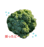 野菜を採ったど（個別スタンプ：5）