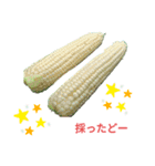 野菜を採ったど（個別スタンプ：6）