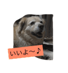 うちの姫ちゃん(犬)スタンプ（個別スタンプ：1）